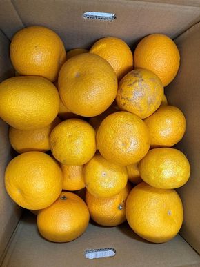 真心こめた木成り八朔 約5kg 家庭用 【2027年2月中旬頃より発送】【Ｍ～3Ｌサイズおまかせ・混合】CQ09