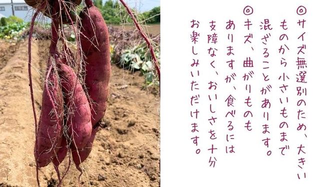 茨城県産 さつまいも 紅はるか 5kg （ 土付き サイズ無選別 ） べにはるか いも 茨城 甘い おいしい 美味しい [ED01-NT]