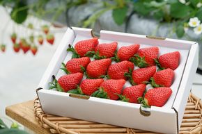 数量限定 幻の京都亀岡産 高級いちご【女峰】2箱分 ※化学肥料・農薬極力不使用《イチゴ 苺 いちご フルーツ 農家直送》※2026年1月中旬～5月下旬頃に順次発送予定