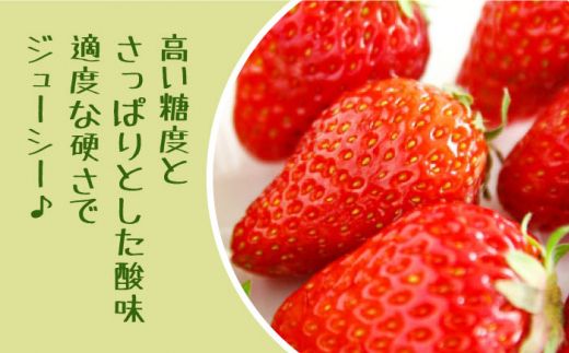 【2026年1月〜発送】【限定 いちご】 ゆめのか  1kg（250g×4p）イチゴ 苺 フルーツ 南島原市 / 長崎県農産品流通合同会社 [SCB040]