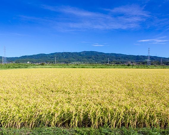【期間限定発送】 米 令和8年 コシヒカリ 10kg 白米 [農家にしの 石川県 宝達志水町 38601172] こしひかり お米 おこめ こめ コメ 精米 ごはん ご飯 令和8年産 新米