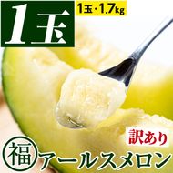 【0111109a】＜訳あり＞マル福の高級アールスメロン(1玉・1.7kg)メロン フルーツ 果物 果実 1キロ 数量限定 期間限定【マル福園芸組合】