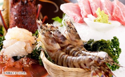 【指定日必須】天草産 活車海老 1000g（30～44尾入り）活き海老 車エビ【発送期間2025年11月5日から2026年3月31日】ご入金後から14日以降かつ配送期間内にて、寄付フォームの応援メッセージ欄に必ず配送希望日を記載ください