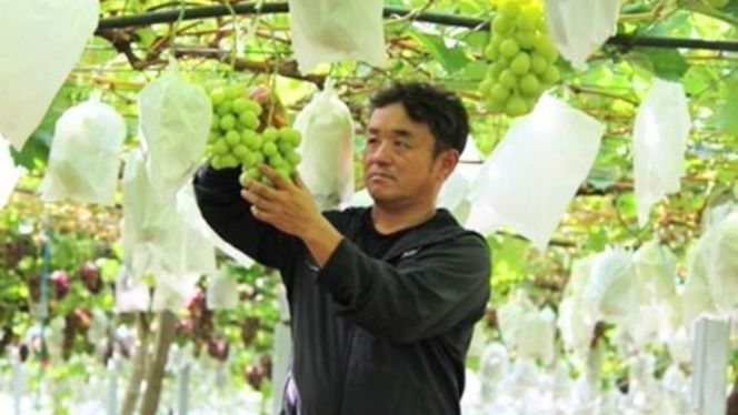  《 先行予約 》 シャインマスカット 1房 ( 約650g + 粒パック 約100g付 )【2026年8月下旬頃発送開始】 ( 共通返礼品：下妻市 )フルーツ 果物 マスカット ぶどう 葡萄 ブドウ 旬 国産 産地直送 化粧箱 ギフト 【石﨑ぶどう園】 [DT001us]