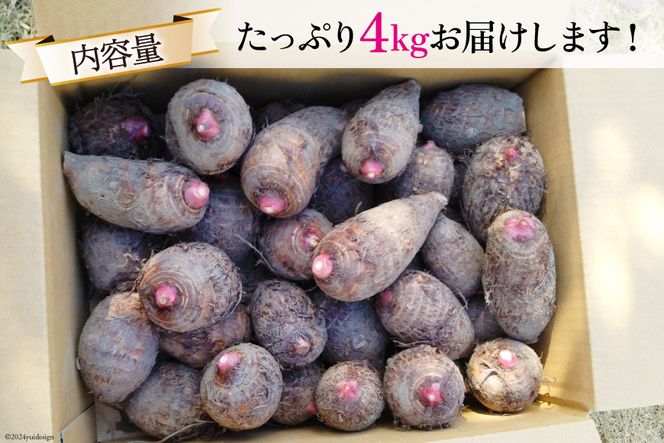 【期間限定発送】 里芋 赤芽 4kg [甲斐自然派農園 宮崎県 日向市 452060524] さといも ホクホク