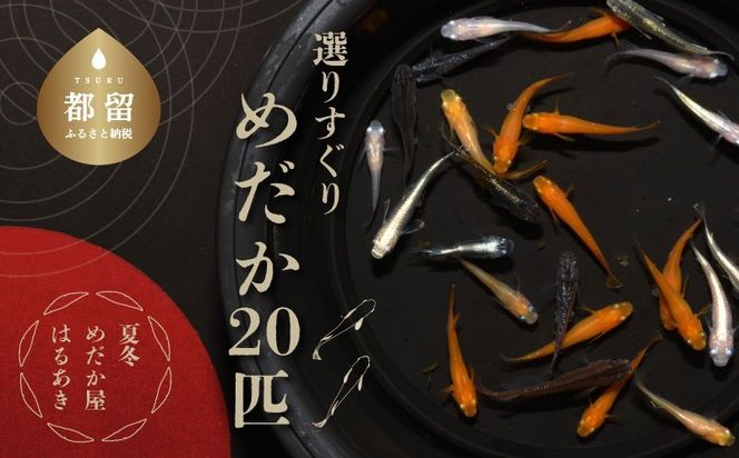 yRsszGM001 I肷h߂20C{(ۏ2Cj