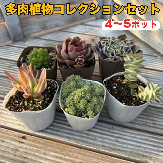 多肉植物コレクションセット　※離島への配送不可