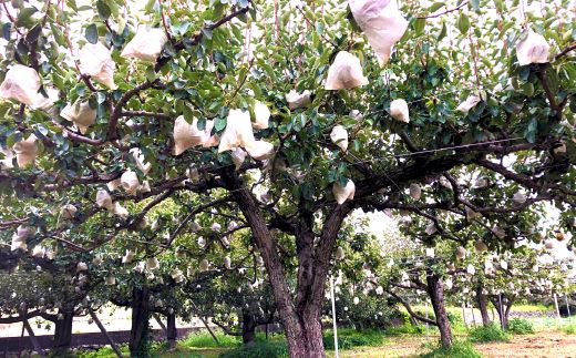 【2026年発送分 先行予約】 ラ・フランス 大玉 8～10玉 (４kg以上) ※2026年10月中旬以降発送予定　洋ナシ 洋梨 フルーツ 果物 富士川町