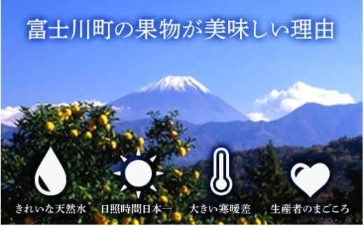 【2025年発送分 先行予約】貴陽（3L－5L）6-7玉　すもも プラム 李 スモモ 山梨 果物 くだもの 山梨 やまなし フルーツ 産地直送 富士川町