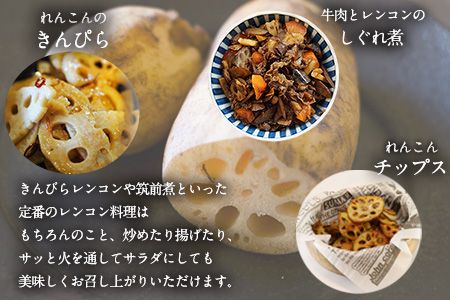 レンコン 約5kg 熊本県氷川町産 道の駅竜北《11月下旬-3月末頃出荷》 蓮根 根菜 きんぴら 熊本県氷川町---sh_cmitiren_cf113_r7_16500_5kg---