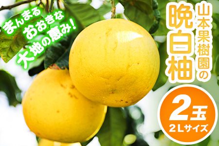 山本果樹園の晩白柚 2玉(2Lサイズ) 山本果樹園[12月中旬-3月中旬頃出荷予定]果物 フルーツ ザボン 熊本 特産品---sh_ymmtbanpe_q123_24_16000_2l2t---