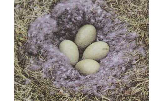 yÉxSRz3BV1Hъ|ӂƂSLAC_[_E95@1.0