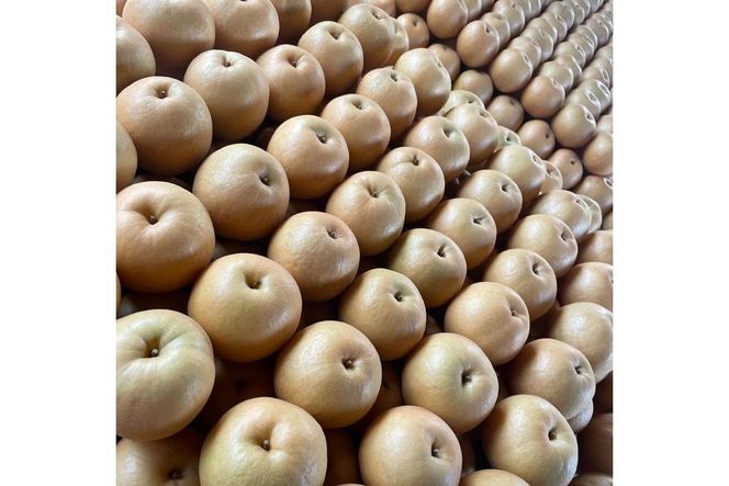 【先行予約／数量限定100】新興梨　5kg（2026年10月中旬～発送）　国産 なし ナシ 梨 2025フルーツ ふるーつ 果物 くだもの 農家応援 生産者応援 FK00024