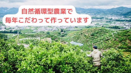 【農家直送】濃厚な甘さの早生みかん5kg/【厳選小みかん】みかんのみっちゃん農園  DM002