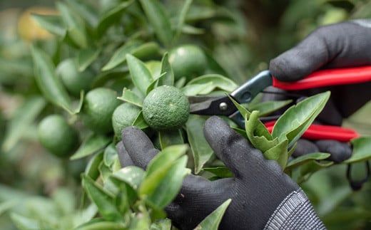 「山神果樹薬草園」すだちのハンドケアセット 《30日以内に出荷予定(土日祝除く)》 ---sanagouchi_myk_14_1set---