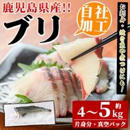 鮮度抜群！自社加工ブリ(片身分・4～5kg) ブリ 鰤 魚貝 魚介 海産物 刺身 焼き魚 煮つけ 真空パック【さるがく水産】a-32-6-z