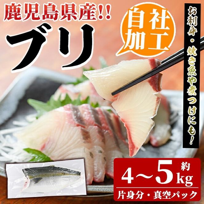 鮮度抜群！自社加工ブリ(片身分・4～5kg) ブリ 鰤 魚貝 魚介 海産物 刺身 焼き魚 煮つけ 真空パック【さるがく水産】a-32-6