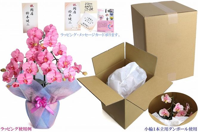 綺麗で丈夫な三河陶器で贈る光触媒胡蝶蘭小輪１本立（ピンクの陶器×桃色の花）H100-080