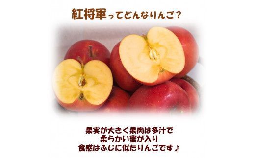【予約：2026年10月下旬から順次発送】北海道北見市産 りんご 紅将軍 約5kg ( 果物 果実 蜜 旬 季節限定 数量限定 果肉 )【044-0007-2026】