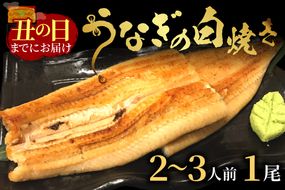 【土用の丑の日までに届く！（7月30日～8月1日配送）】うなぎの白焼き2～3人前(1尾)　AN00085