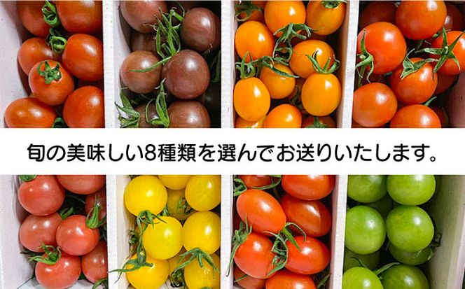 【2025年1月中旬〜発送】カラフル ミニトマト 彩８（いろは） 約8種類 合計約1.8kg / トマト 夏野菜 野菜 旬 食べ比べ / 産地直送 安心 安全 彩り / 南島原市 / 植木農園 [SBL001]