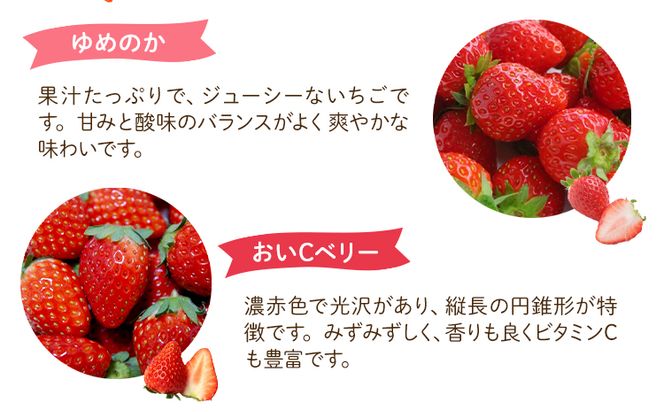 いちご食べ比べセット２種（「紅ほっぺ」「ゆめのか」「おいＣベリー」から２種お届け！）250g4パック 先行予約 JA笠岡アグリ《1月中旬出荷》岡山県 笠岡市 送料無料 苺 フルーツ 果物 お取り寄せ---K-03---