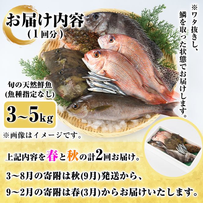 ＜定期便・全2回＞旬の天然鮮魚 厳選BOX(各3～5kg) 天然 魚貝 魚介 海産物 刺身 焼き魚 煮つけ 鯛 イカ キビナゴ【さるがく水産】a-40-13