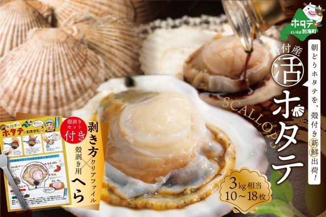 活ホタテ ３kg 相当 北海道 野付産 食べ応え抜群！ 10～18枚　＜朝どり新鮮出荷！＞【SS0000031】 