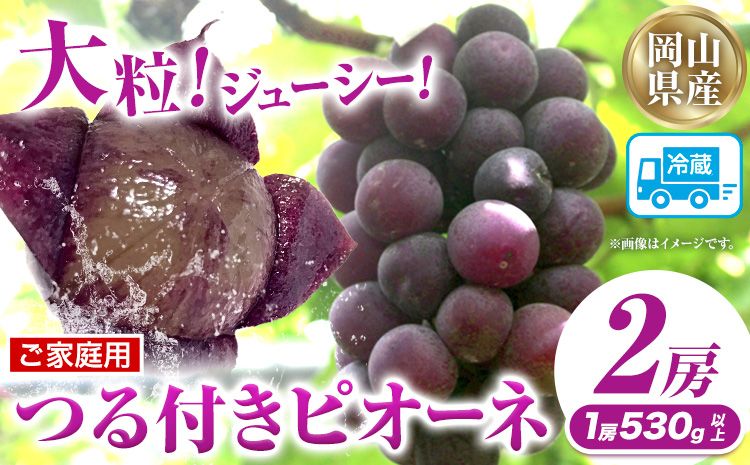 家庭用つる付きニューピオーネ 2房(1房530g以上)[配送不可地域あり]有限会社ホーティカルチャー神島 令和8年産先行受付[2026年9月中旬-10月下旬頃出荷]岡山県 笠岡市 送料無料 葡萄 フルーツ 果物 ニューピオーネ つる付き お取り寄せフルーツ---H-34b---