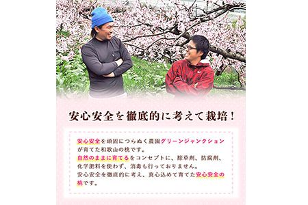 【秀品】和歌山 桃 5～8玉入 ときわオンライン《2025年6月下旬～9月中旬頃出荷》和歌山県 紀の川市 フルーツ 果物 桃 お中元 贈り物 ギフト 産地直送 農家直送---wsk_ctkw13_6g9c_24_13000_5t---