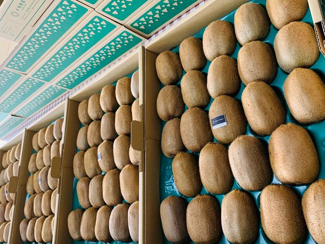 【ヘイワード約3.6kg】贈答用大箱大晴農園のキウイフルーツ（BY004-2）