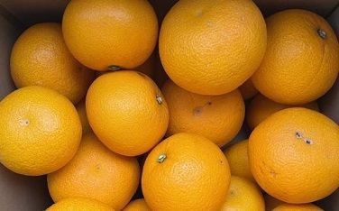 ［数量限定］有田産早生八朔約10kg（サイズ混合）★2025年12月中旬頃より順次発送 BZ101