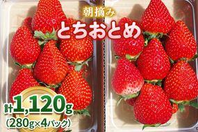 澳原いちご農園の朝摘みとちおとめ｜イチゴ 苺 果物 果実 スイーツ 産地直送 [0535]