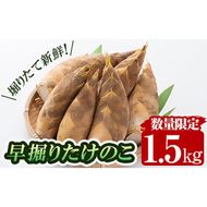 a806  ＜先行予約受付中！2025年12月下旬～2026年2月末の間に発送予定＞数量限定！早堀り筍(正味約1.5kg)【夢竺山株式会社】国産 早堀り たけのこ タケノコ 筍 竹の子