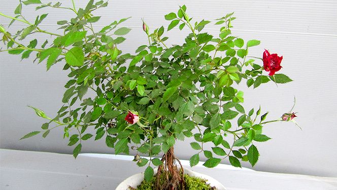 寄せ植え盆栽仕立てミニバラ「ルビー」[BN012ci]