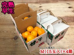 年内発送 手さげ箱 ちょっと 傷あり 完熟早生 有田みかん M 15玉入 × 4箱 和歌山 南泰園 BS643