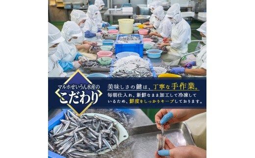 鹿児島県産！あくねキビナゴづくしAセット(3種)生きびなご、一夜干し、刺身をセットに冷凍でお届け！魚介類 海鮮 海の幸 きびなご キビナゴ 刺し身 さしみ 一夜干し【マルホせいうん水産】akn046-01