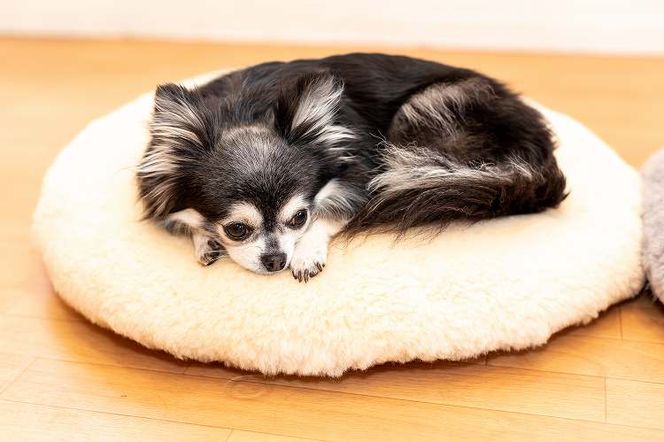 【ふとん屋が考えた】羽毛とムートンを使った理想のペットベッド 全３色 ふわもこ リアルダウン リアルムートン H162-028