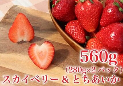 [2024年12月下旬から順次発送] 完熟朝摘みとちあいか 280gとスカイベリー280gの2パックセット｜いちご 苺 とちあいか スカイベリー フルーツ 果物 産地直送 先行予約 [0597]