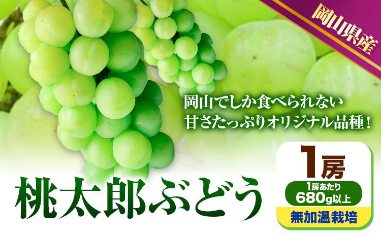 [先行予約] 岡山県産 桃太郎ぶどう 1房 (680g以上) 無加温栽培[配送不可地域あり] [9月上旬-10月末頃に出荷予定(土日祝除く)] 岡山県 矢掛町 ぶどう 葡萄 果物---osy_chbf4_af9_25_18000_1---