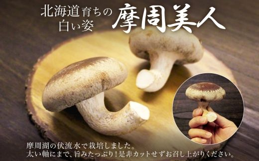 1803. しいたけ 特A 秀品 2パック 計500g 摩周美人 シイタケ 椎茸 生しいたけ きのこ キノコ 菌床栽培 大粒 肉厚 BBQ バーベキュー 送料無料 北海道 弟子屈町 5000円