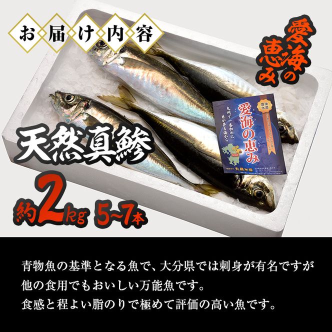 天然 真鯵 (約2kg・計5-7本) 直送 産直 漁師 魚 鮮魚 天然 アジ 鯵 青魚 獲れたて 刺身 煮つけ 塩焼き 冷蔵 豊後水道 鮮魚 大分県 佐伯市【CS04】【 (有)丸昌水産】