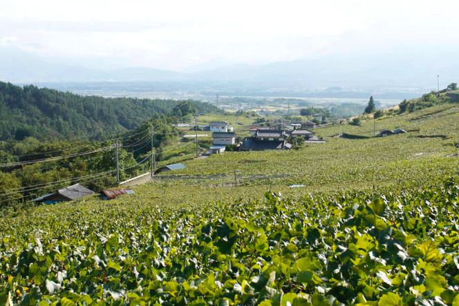 定期便 ワイン セット 赤 穂坂マスカット・ベーリーA シングル・ヴィンヤード 栽培責任者 猪股宣夫 750ml×2本×3回 酒 ワイン 赤ワイン/ シャトー・メルシャン 勝沼ワイナリー / 山梨県 韮崎市 [20743318]