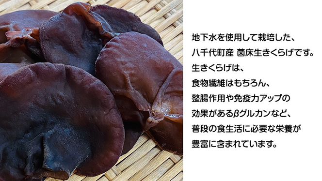 【先行予約 2026年6月以降発送】八千代町産 生きくらげ 約500g (約150g～170g ×3パック ） キクラゲ 木耳 きのこ キノコ ふるさと納税 7000円 茨城県 八千代町 [CW001ya]