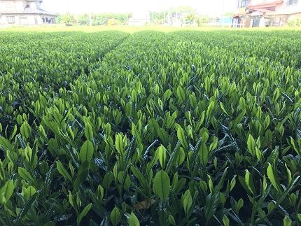 S117 【境町産さしま茶100％】 緑茶パウダー 50g×4袋