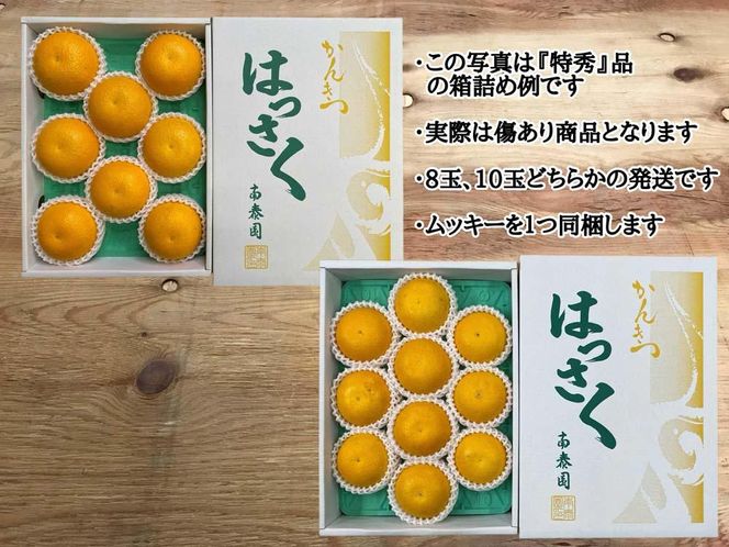 手詰め 有田 はっさく L × 8玉 または M × 10玉 サイズ ちょっと 傷あり ムッキー 同梱 南泰園 みかん  BS715