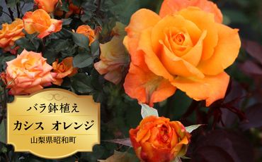 バラ鉢植え「カシス オレンジ」 SWBD007