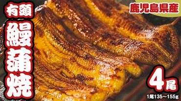  鹿児島県産 有頭 鰻 蒲焼 × 4尾 （ 1尾 135g ～ 155g 以上） うなぎ ウナギ 土用丑の日 家庭用 贅沢 国産 旬 敬老の日 タレ 山椒 付 縁起 土用の丑の日 [DQ008us]