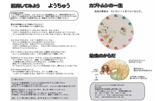 【 2026年発送分 5月31日（日）23:59:00 決済完了分まで！】 カブトムシ 幼虫 観察セット 自由研究 昆虫 成虫 生体 虫 飼育 夏休み 自然 環境 子供 孫 プレゼント 贈答 福島県 田村市 田村 ムシムシランド N002-003