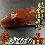 天然 ホウボウ (約2kg・計3-5本) 直送 産直 漁師 魚 鮮魚 天然 ホウボウ 魴ぼう 白身魚 獲れたて 刺身 煮つけ 塩焼き 冷蔵 豊後水道 鮮魚 大分県 佐伯市 豊後水道 鮮魚 愛海の恵み【CS10】【 (有)丸昌水産】